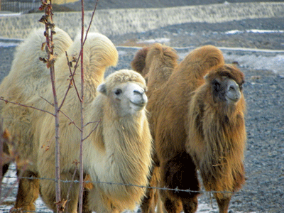 Camels in Urumqi