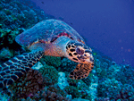 Rangiroa Turtle