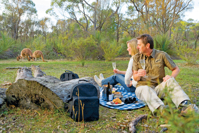 Breakfast with the Kangaroos