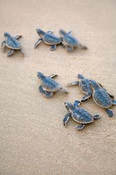 Muscat Baby turtles